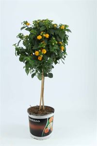 Bild von KP19 Lantana  stam orange